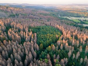 Das Waldsterben nimmt dramatische Ausmaße an
