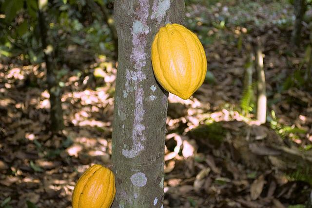 Sklaverei und Kinderarbeit auf Kakao-Plantagen