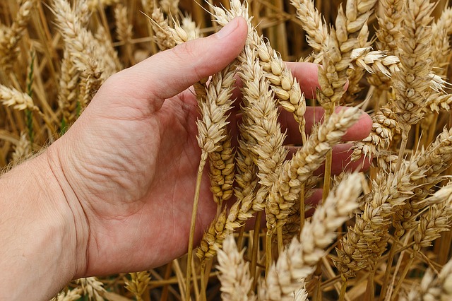 Indien ist der zweitgrößte Weizenproduzent der Welt.