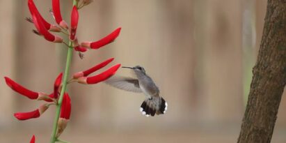 Kolibri: Nachhaltigkeit