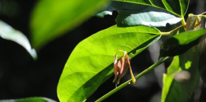 Amazonas: Regenmangel durch Abholzung