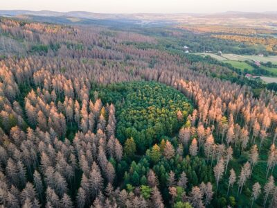 80% der Bäume in Deutschand sind geschädigt oder tot